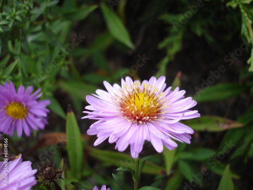 Fresh Flower