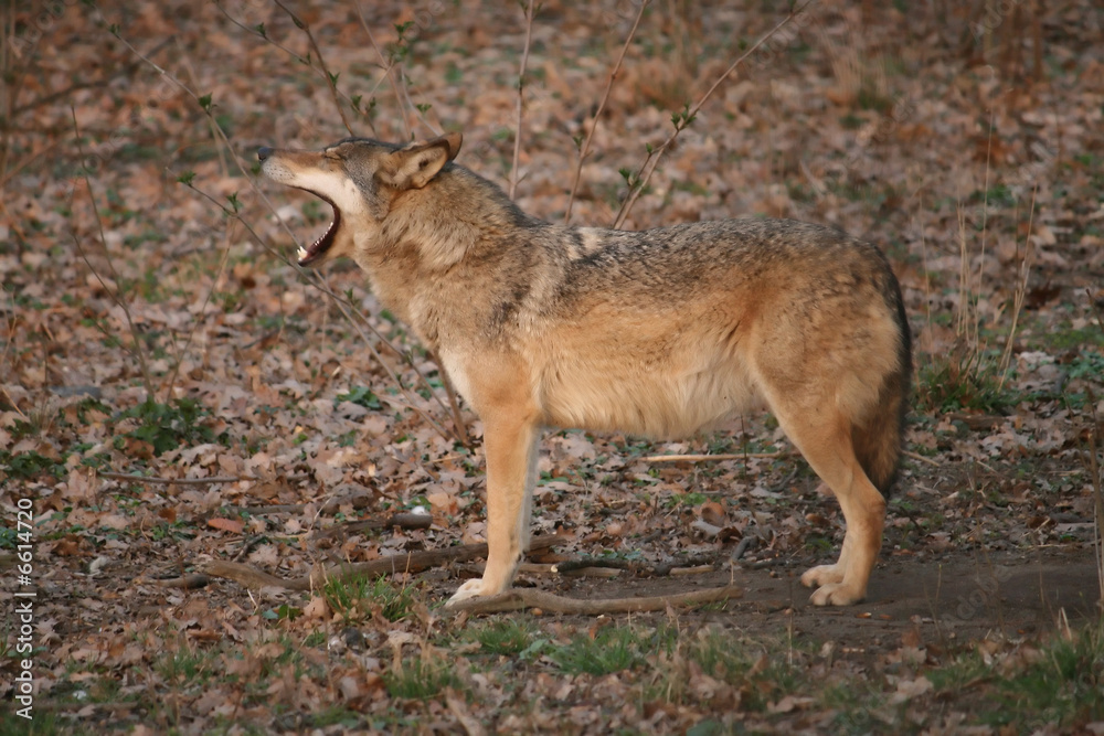Yawning wolf