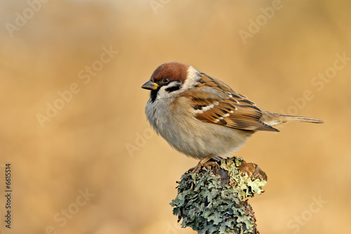 Sparrow © Pawel Spychala