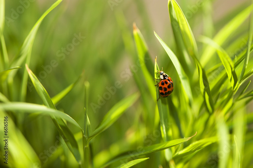 Lady bug photo