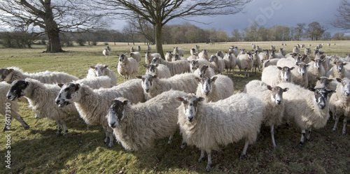 sheep photo