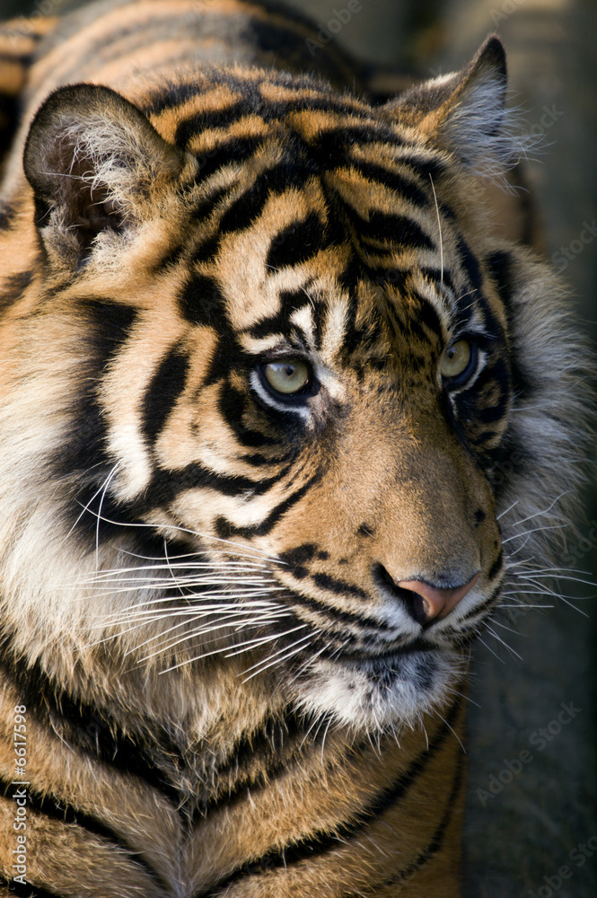Naklejka Tygrys Amurski