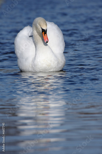 Fototapeta Naklejka Na Ścianę i Meble -  white swan