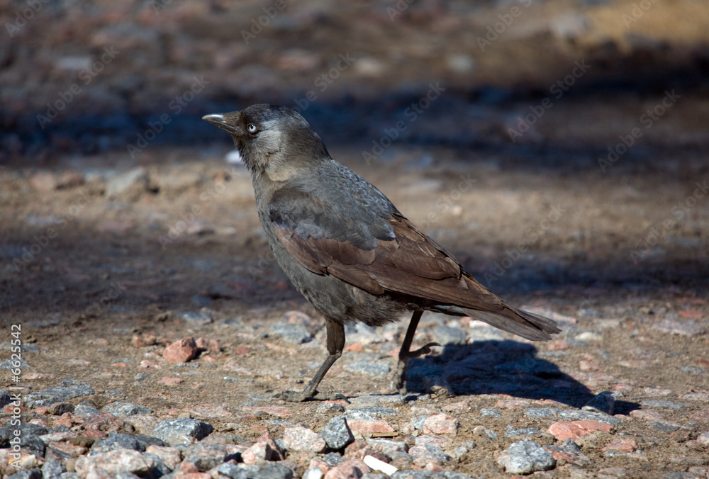 Naklejka premium jackdaw