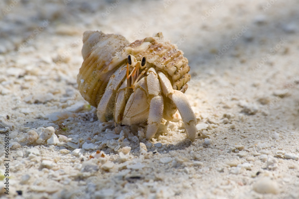 Amusing hermit crab Amusing hermit crab