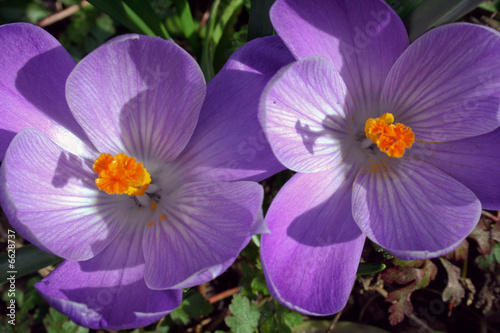 two crocuses