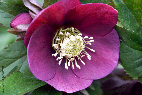 helleborus niger purple