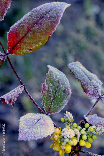 mahonia in frost