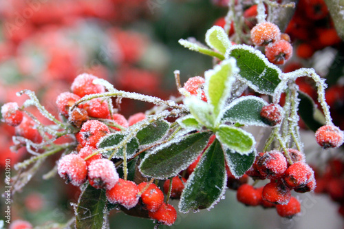 firethorn in winter