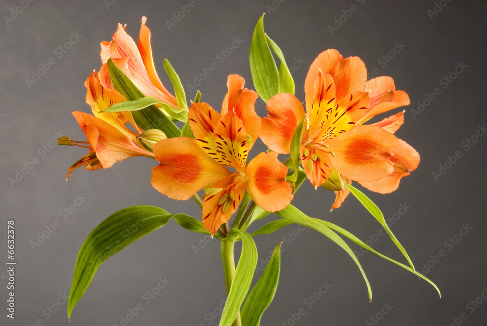 Obraz premium alstroemeria on gray background