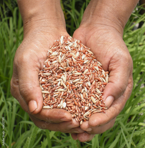 A Handful of Brown Rice