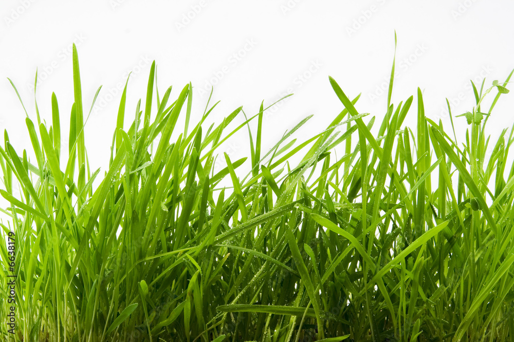 Fototapeta premium the fresh green grass