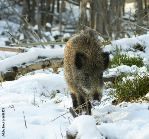 Wild boar © vchphoto