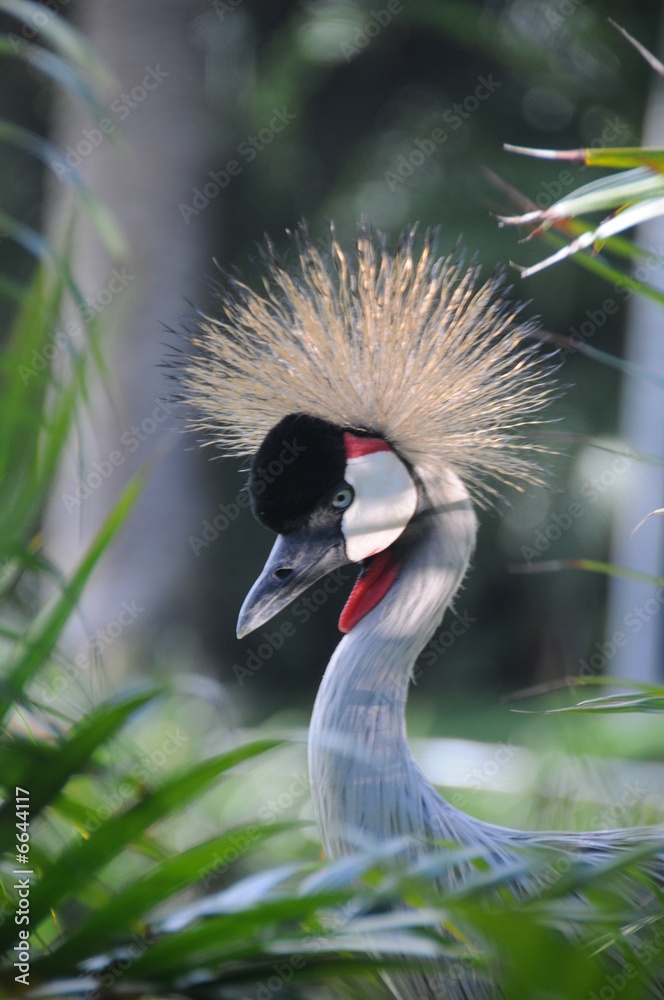 Fototapeta premium vogel