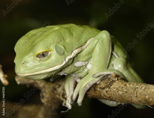 small waxy monkey frog  photo