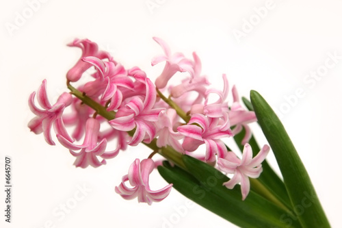Fototapeta Naklejka Na Ścianę i Meble -  bouquet of pink hyacinth