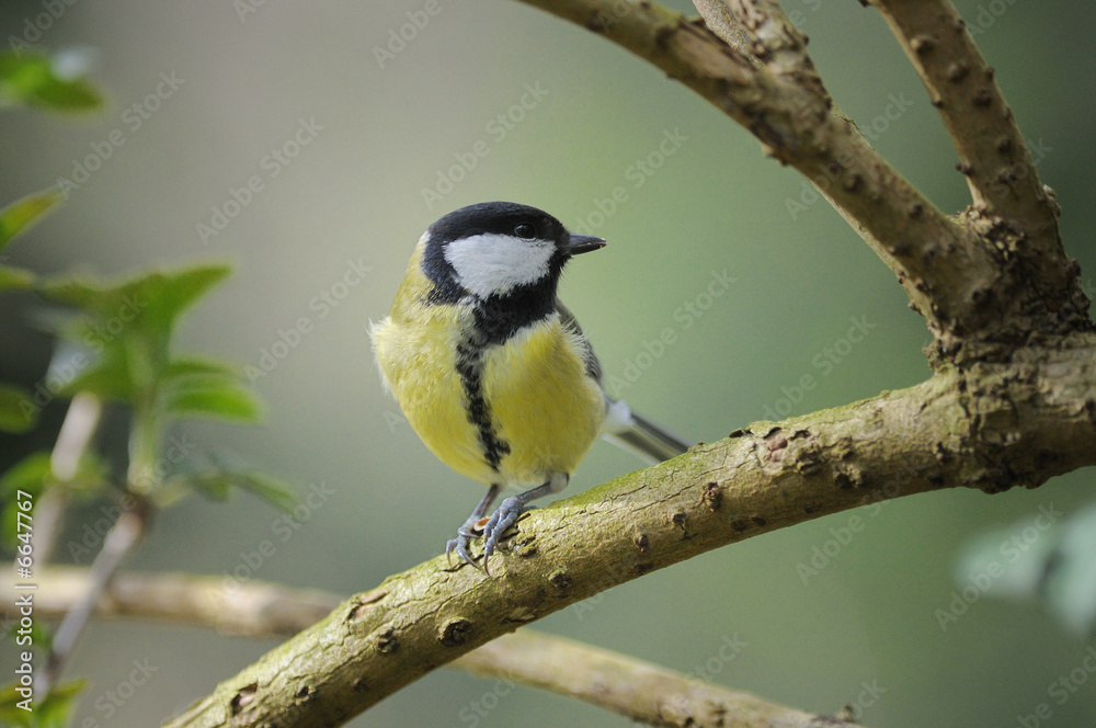 Mésange charbonnière Parus major