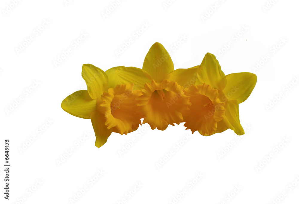 Fototapeta premium daffodil