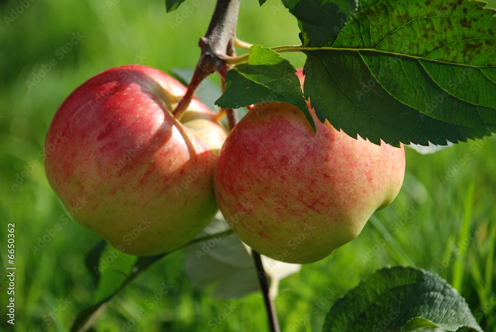 Äpfel Äpfel