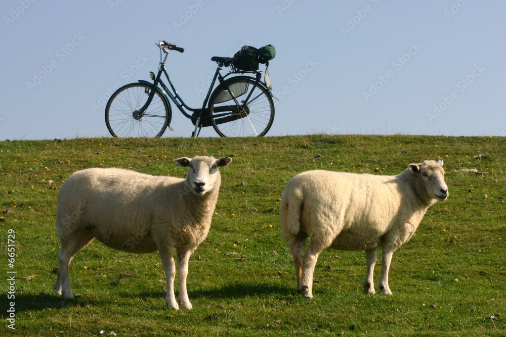 Schafe mit Fahrrad