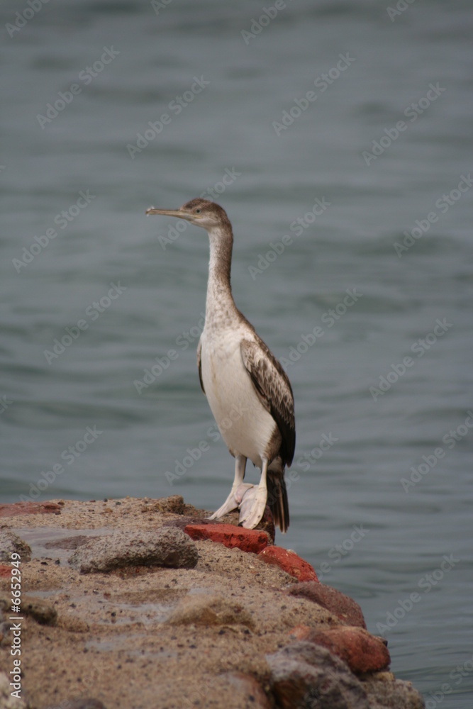 Cormorano Cormorano