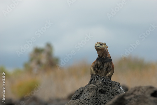 marine iguana on the rocks © javarman
