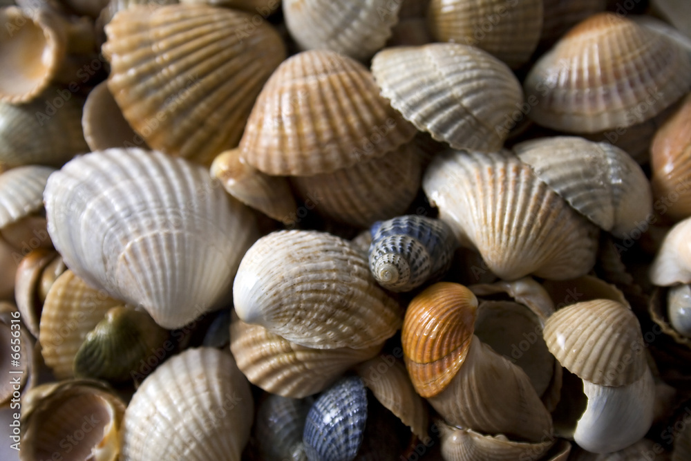 cockleshells background for great design