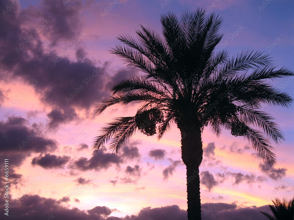 Palm Tree in Sunset