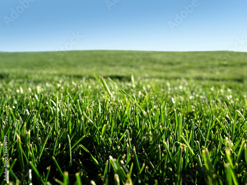 Field of grass up close