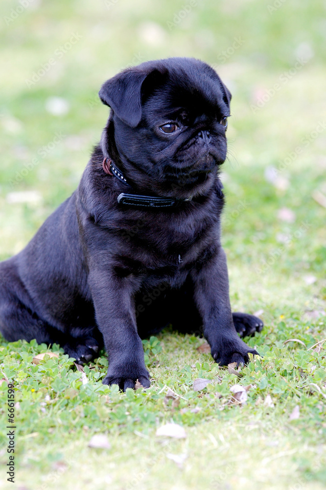 Pug Puppy StockFoto Adobe Stock
