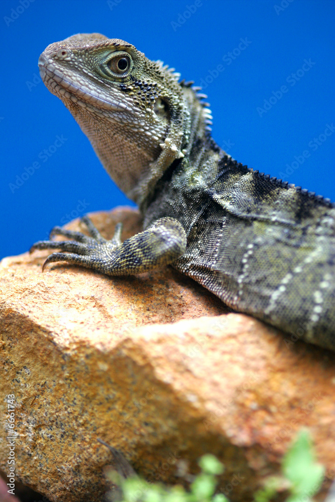Obraz premium Western Bearded Lizard