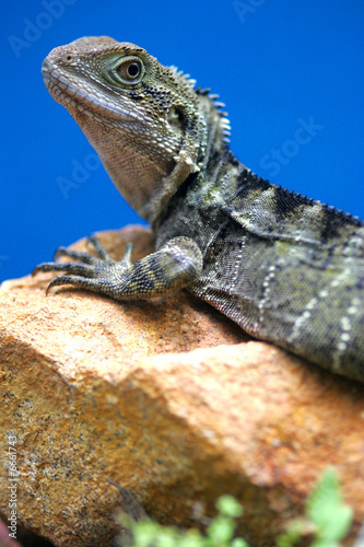 Western Bearded Lizard