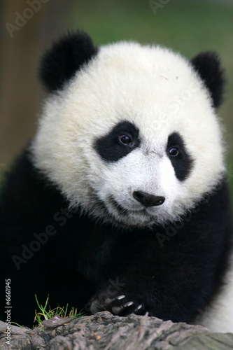 Panda Cub #6661945
