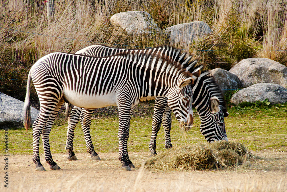 Fototapeta premium Zèbres