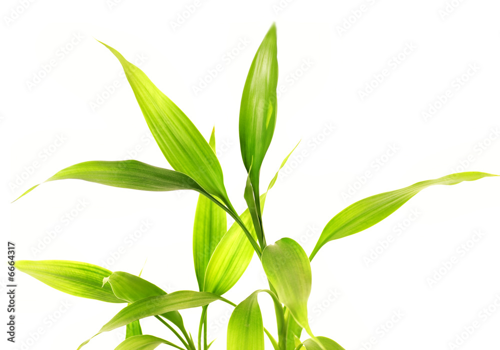 Fototapeta premium Bamboo leaves isolated on white background