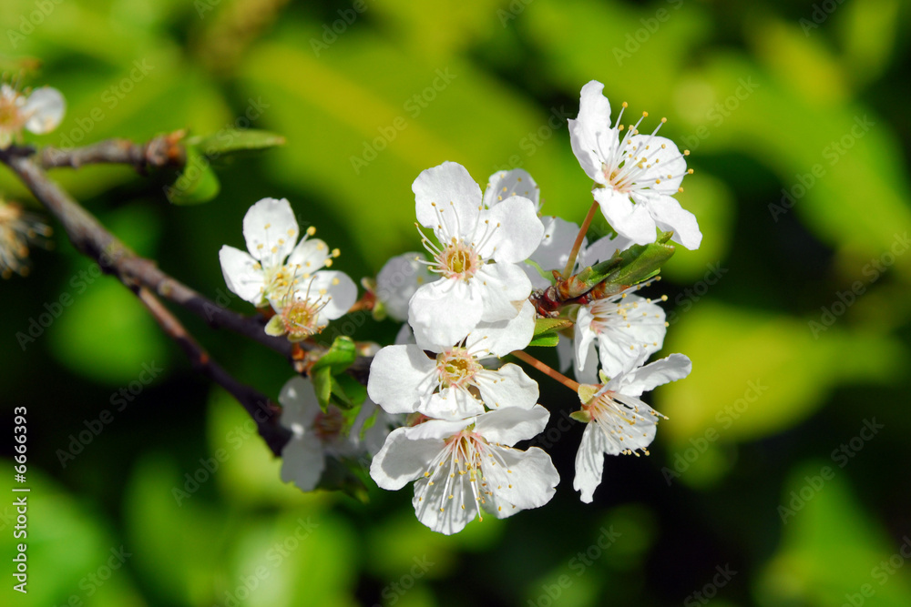 Fototapeta premium white tree blossom against green foliage