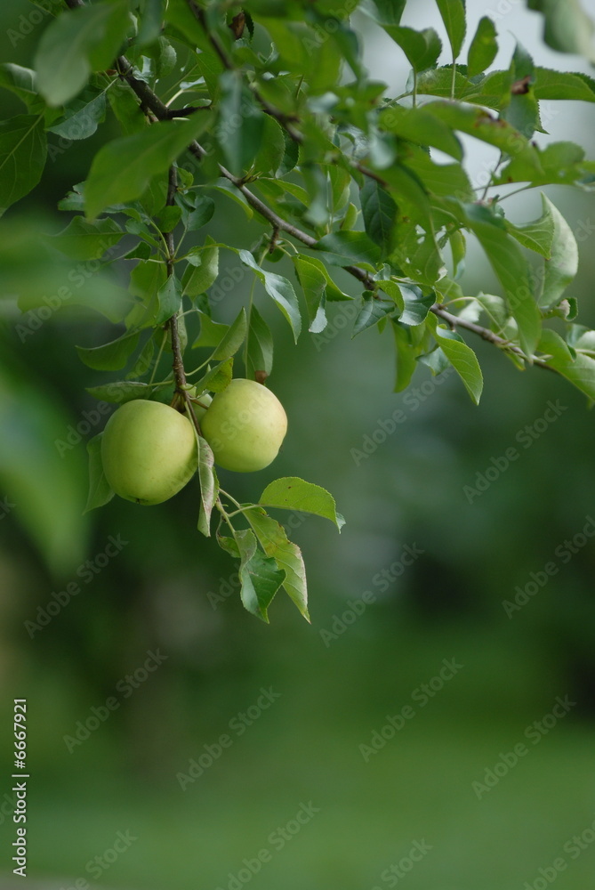 pommes