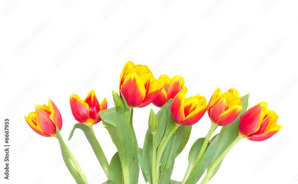 tulip isolated on white tulip isolated on white
