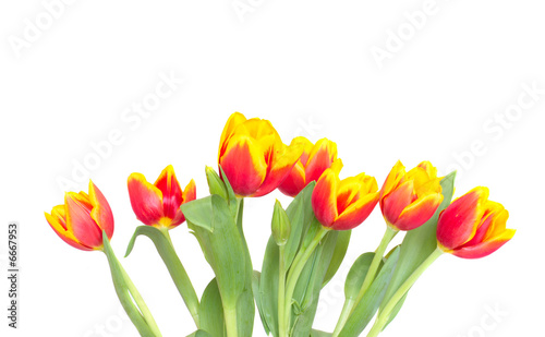 tulip isolated on white