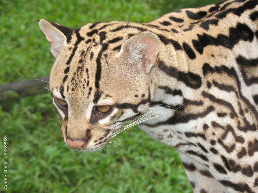 Obraz premium Tigerkatze, Leopardus wiedii, Felidae Familie. Amazonas Regenwald, Brasilien