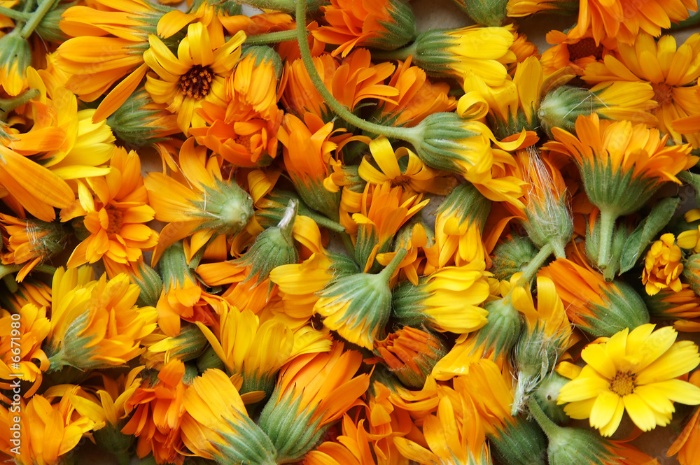 Calendula Calendula