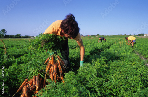 RAMASSAGE DES CAROTTES photo