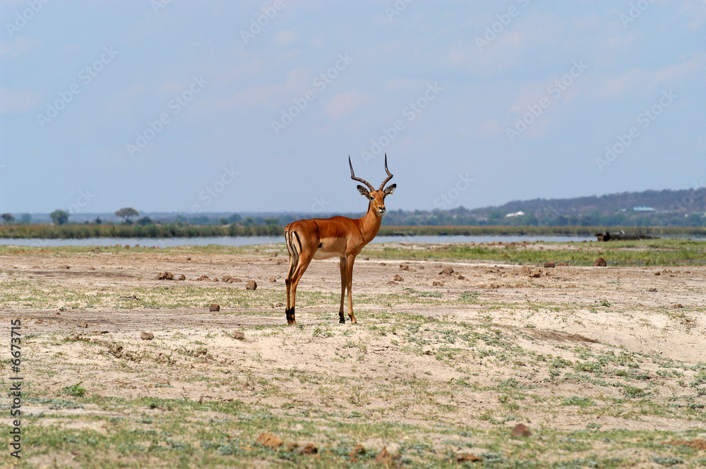 Fototapeta premium Single Impala at Chobe Riverfront, Botswana
