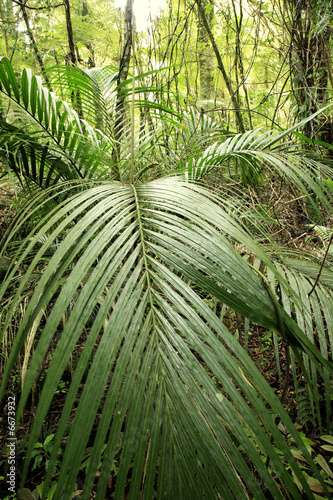 Tropical forest