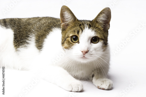 Photography young cat