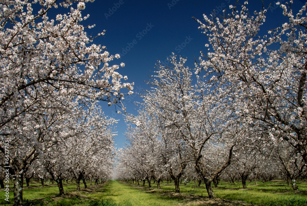 White Almond Blossoms White Almond Blossoms