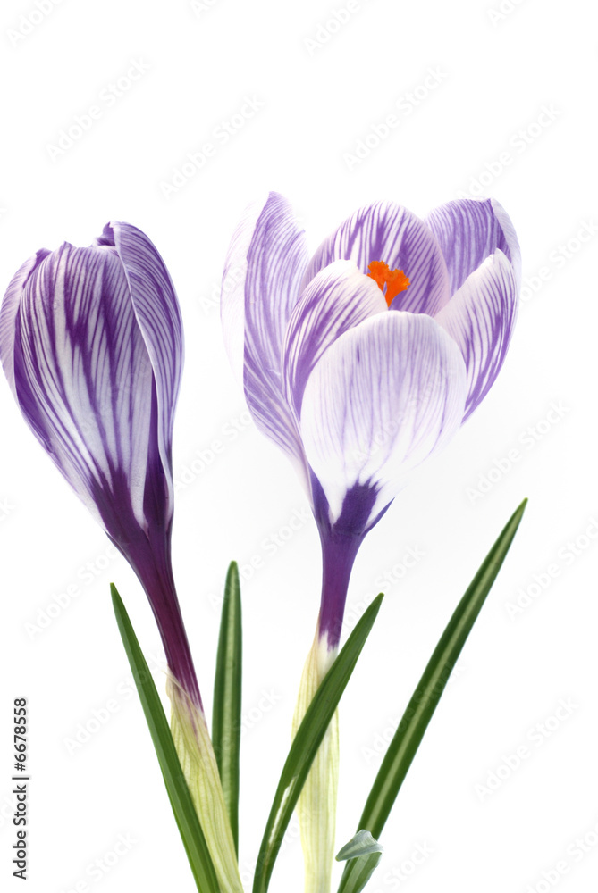 Fototapeta premium Purple crocuses with stripes on white background