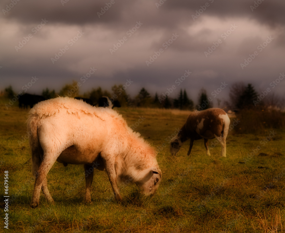 Obraz premium Sheep grazing in a field
