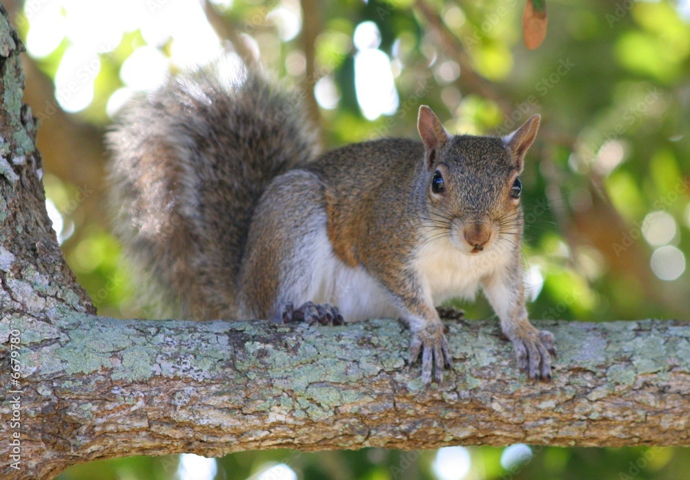 Obraz premium Squirrel on a Branch