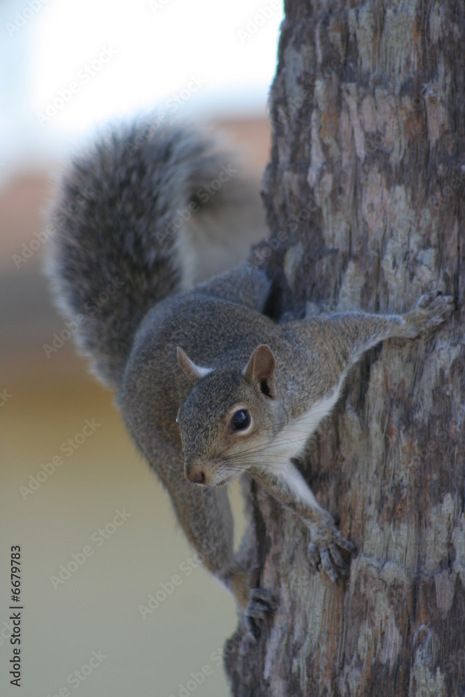 Obraz premium Squirrel on a Tree